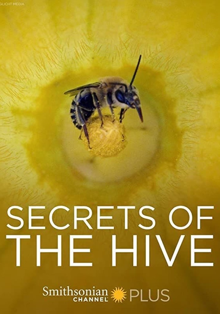 Hive date. Secrets of the Beehive Дэвид. 1987 - Secrets of the Beehive.